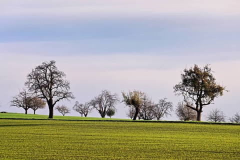 A group of fruit trees above a sea of fog, Brunnwil, Freiamt, Canton, Aargau, Switzerland