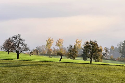 Fruit trees in autumn-colored surroundings, Beinwil-Freiamt, Canton, Aargau, Switzerland