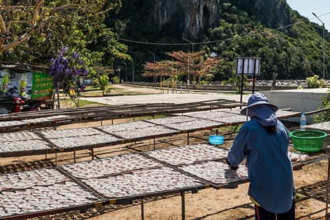 Fishermen with dried squids, Klong Wan, Prachuap Khiri Khan, Prachuap Khiri Khan Province, Central