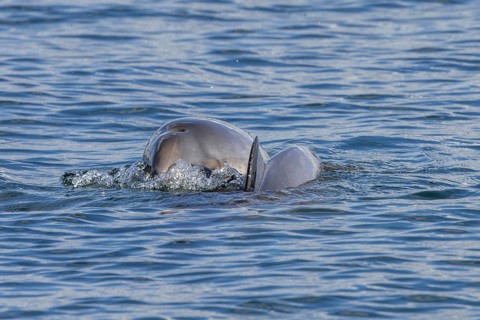 A common porpoise (Phocoena phocoena) with baby in the Baltic Sea, baby whale, Denmark