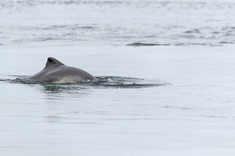 Common porpoise (Phocoena phocoena) hunting for herrings in the Baltic Sea, dorsal fin, Denmark