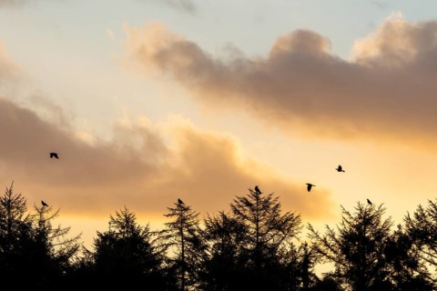 In the first morning light, some ravens (Corvus corax) gather at the edge of the forest, morning