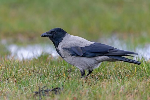 Mist crows (Corvus cornix) are very observant, intelligent birds and sense when observed, Meadow,