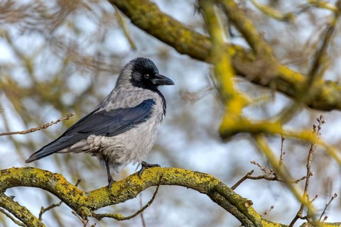 Cloudy crows (Corvus cornix) have very nice plumage on closer inspection, Denmark