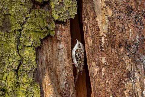 In contrast to nuthatches, the forest tree runner (Certhia familiaris) cannot run down tree trunks