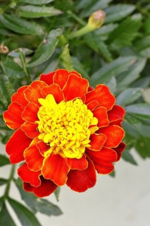 Bright orange blossom of Tagetes student flower (Tagetes erecta) in close-up under sunlight with
