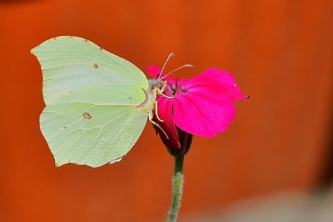 Lemon moth (Gonepteryx rhamny) on crown light clove or vexier clove (Lychnis coronaria), in a