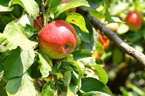 Apple (Malus), red-yellow ripe fruit on a branch of an apple tree, Wilnsdorf, North