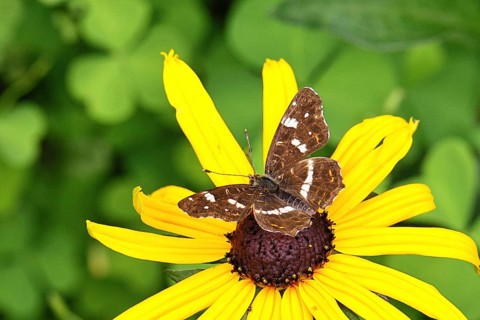 Map (Araschnia levana), summer generation, opened wings, on a flower of yellow coneflower