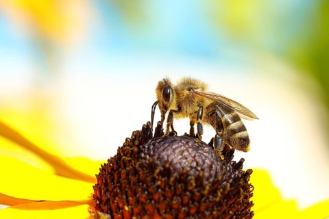 European honey bee (Apis mellifera), collecting nectar from a flower of yellow coneflower