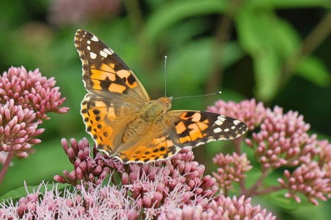 Safflower (Vanessa cardui) on a flower of the common water forest (Asteraceae) on a forest path,