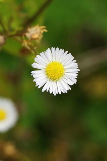 Annual herb (Erigeron annuus), white-yellow flower on the roadside in the field, Wilnsdorf, North