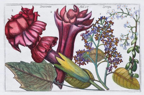 Poisonous stramonia or thorny apple (Datura) from the solanaceae family, hand-colored copper