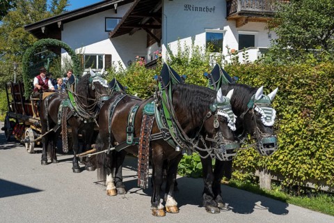 Decorated horses with carriage, brewery carriage, horse team, parade at Tegernsee, Rosstag,