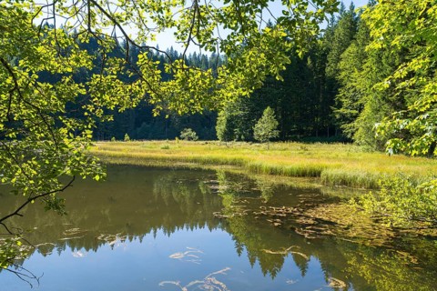 Landscape near Suttensee, wetland, Mangfall Mountains, Rottach-Egern, Upper Bavaria, Bavaria,