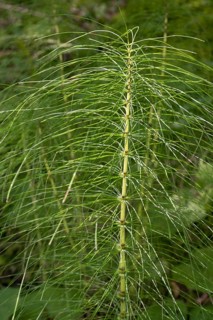 Fern, close-up, wetland, Mangfall Mountains, Rottach-Egern, Upper Bavaria, Bavaria, Germany