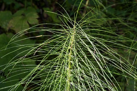 Fern, close-up, wetland, Mangfall Mountains, Rottach-Egern, Upper Bavaria, Bavaria, Germany