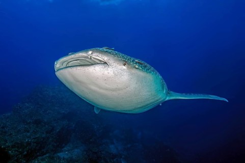 Underwater photo of Great Whale Shark (Rhincodon type) plankton-eater swimming past coral reef