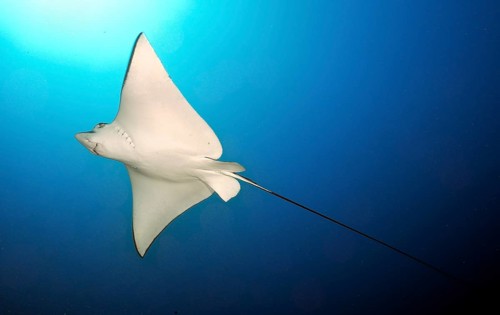 Underwater photo of bright white underside of spotted eagle ray (Aetobatus ocellatus) swimming in