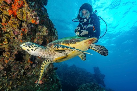 Underwater photo viewed up close by diver Hawksbill turtle (Eretmochelys imbricata) swimming on