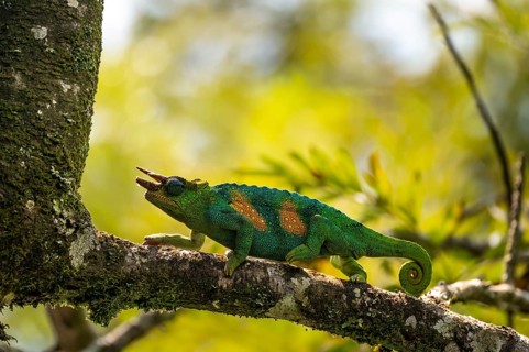 Three-horned chameleon (Trioceros jacksonii), male, Bwindi Impenetrable Forest National Park,