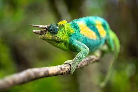 Three-horned chameleon (Trioceros jacksonii), male, Bwindi Impenetrable Forest National Park,