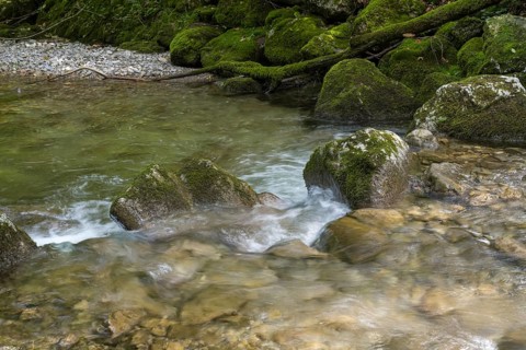 Rottach river, mountain river in the forest, Rottach-Egern, Mangfall Mountains, Upper Bavaria,