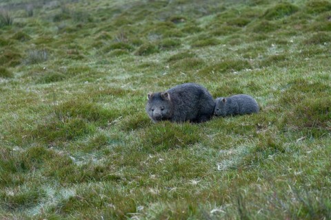Wombat baby follows his mother in the grasslands of Cradle Mountains National Park in Tasmania,