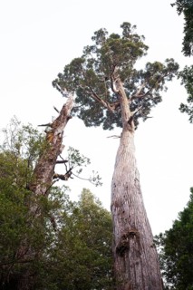 A very large and old King Billy pine (Athrotaxis selaginoides) an ancient conifer in Cradle