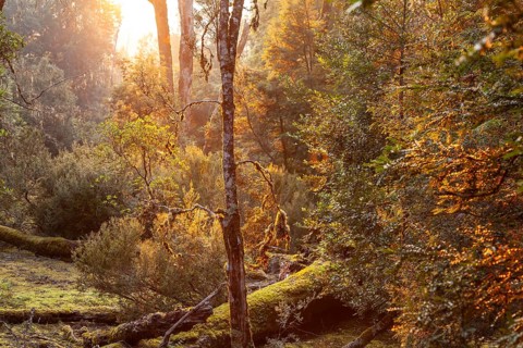 Tasmanian deciduous tree (Nothofagus gunnii) at sunrise, with illuminated sun and beautiful morning