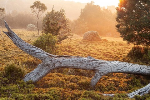 Dead wood of King Billy pine at sunrise. Morning atmosphere with dead wood in Cradle Mountains