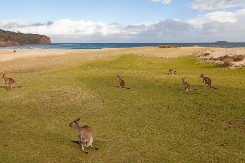 Kangaroos on the beach. Pebbly Beach natural paradise on Australia's east coast