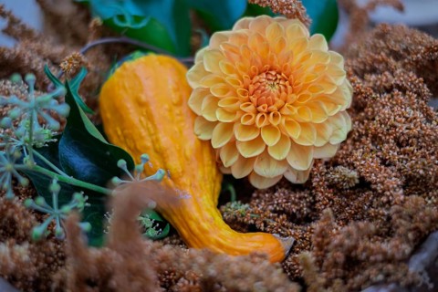 Autumn arrangement with dahlia and ornamental pumpkin, North Rhine-Westphalia, Germany