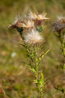 Common thistle (Cirsium vulgare), seed stand, Netherlands