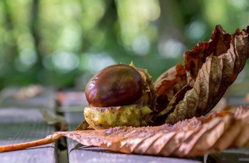 Horse chestnut (Aesculus) with broken skin on a wooden bench, MÃ¼nsterland, North Rhine-Westphalia,