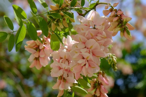 Bristly black locust (Robinia hispida), flower, Silves, Algarve, Portugal