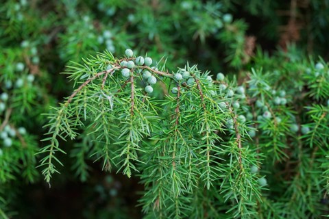 Common juniper (Juniperus communis), juniper bush with unripe berries, Buurserzand Nature Reserve,