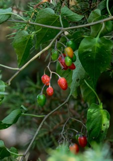 Bittersweet nightshade (Solanum dulcamara), Netherlands