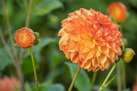 Dahlia (Dahlia), North Rhine-Westphalia, Germany