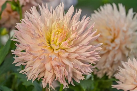 Deer antler dahlia, Hapet Champagne variety, MÃ¼nsterland, North Rhine-Westphalia, Germany