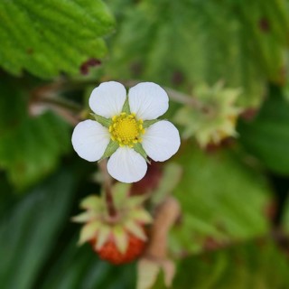 Forest strawberry (Fragaria vesca), in bloom, wild strawberry blossom, close-up, Wilnsdorf, North