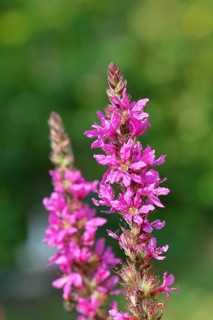 Common willow (Lythrum salicaria), flower, blooming, Wilnsdorf, North Rhine-Westphalia, Germany