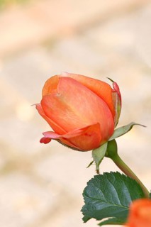 Rose blossom (Rosa sp.), salmon-colored flower, in a garden, Wilnsdorf, North Rhine-Westphalia,