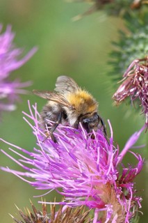Field bumblebee (Bombus pascuorum), collecting nectar at the flower of a thistle (Cirsium vulgare),