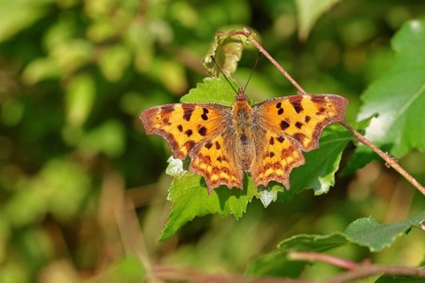 C-butterfly (Polygonia c-album), with opened wings on a birch leaf (Betula), Wilnsdorf, North