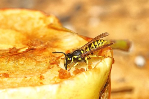 Saxon wasp (Dolichovespula saxonica) licks sap from the wound of a ripe apple, Wilnsdorf, North