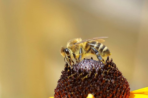 European honey bee (Apis mellifera), collecting nectar from a flower of yellow coneflower