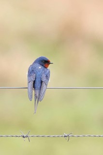 Barn swallow (Hirundo rustica) sitting on a pasture fence, wildlife, animals, birds, swallows,