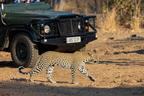 Leopard (Panthera pardus) female safari car Zambia