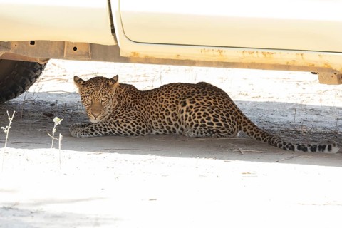 Leopard (Panthera pardus) 12 month old hides under safari vehicle Zambia